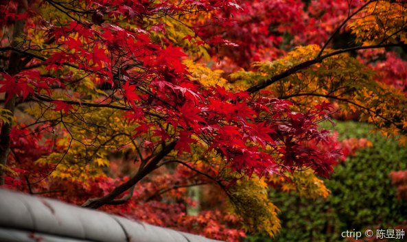 <p>南禅寺在所有日本禅寺中地位极高，被列为京都五山及镰仓五山之上。宽广的禅寺里有许多具有魅力的景点：保存了124片桃山风格的豪华隔扇画的方丈（国宝）、日本三大门之一的三门（重要文化遗产）、法堂、敕使门等等。</p><p>另外也有不少意境幽美雅致的庭园，如位于大方丈的禅院式枯山水庭园“虎子渡河”以及位于金地院的枯山水庭园“鹤龟庭”。寺院内收藏有著名画家狩野探幽的门画和饮水虎，也很值得一看。</p><p>水路阁是京都琵琶湖疏水工程的一个旧影，琵琶湖疏水是从京都的邻县滋贺县琵琶湖引水到京都的一项运河筑造工程，从滋贺县大津市的三保崎地区取水，引入京都水道家庭用水系统，周围地区的工业用水和农业灌溉均因此获益。南禅寺的水路阁完工于明治21年（1888年），这是明治时期政府蔑视佛教强制不修改疏水渠线路的结果，红色砖墙砌成的拱形桥式水路阁，曾经色彩明烈、结构刚硬，经过百年的磨砺，斑驳的红墙和禅意寺院逐渐融为一体。</p>