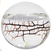 美亚好价 一球一世界【EcoSphere 生态观赏胶囊】